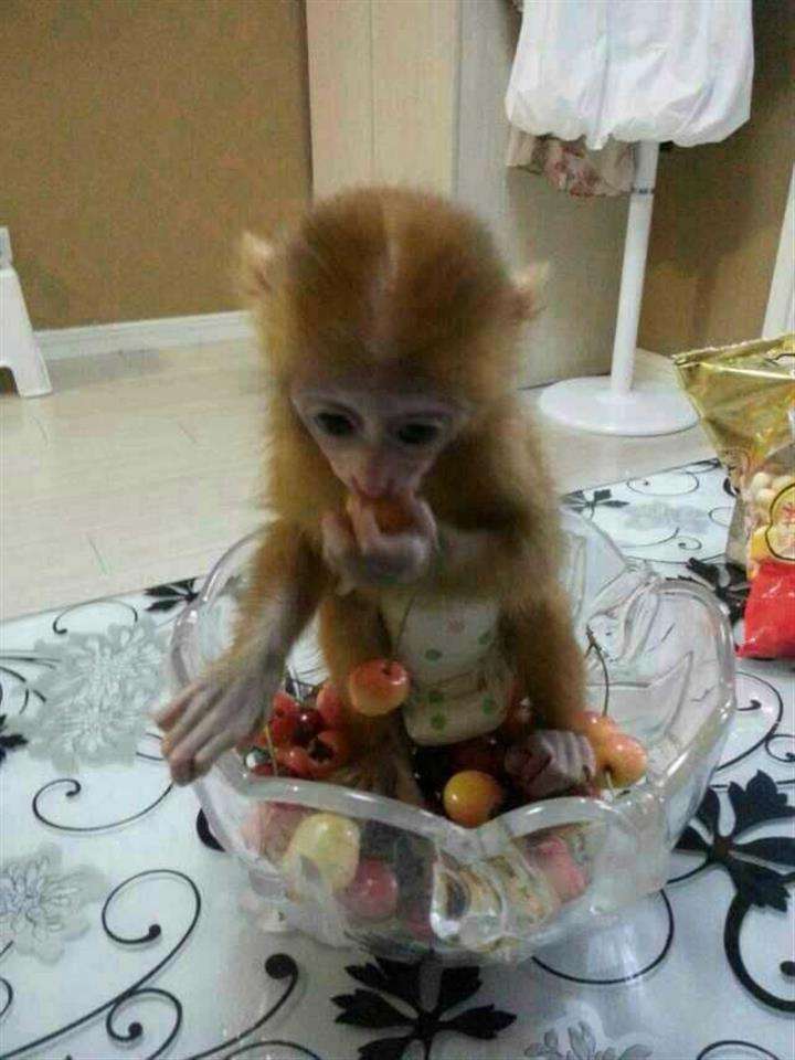 办假房照